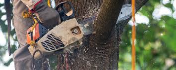 Reliable Washington, GA Tree Care Services Solutions