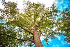  Washington, GA Tree Care Services Pros