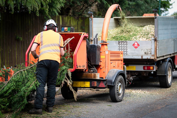 Best Root Management and Removal  in Washington, GA