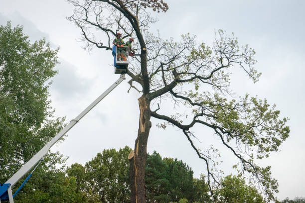 Best Tree Trimming and Pruning  in Washington, GA