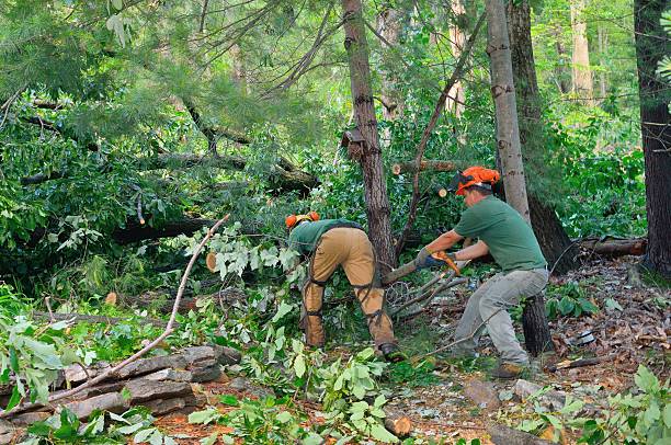 Best Tree Removal  in Washington, GA