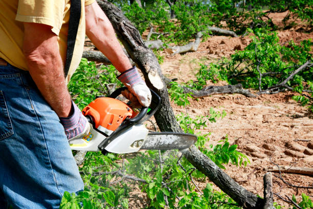 Best Fruit Tree Pruning  in Washington, GA